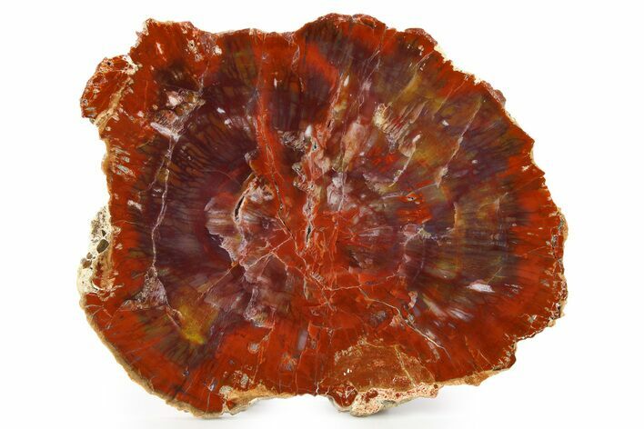 Rainbow Colored, Polished Petrified Wood Round - Arizona #263848